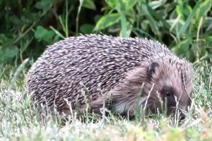 Hedgehog visiting a garden