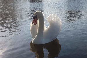 Mute swan in St Ives, Cambridgeshire